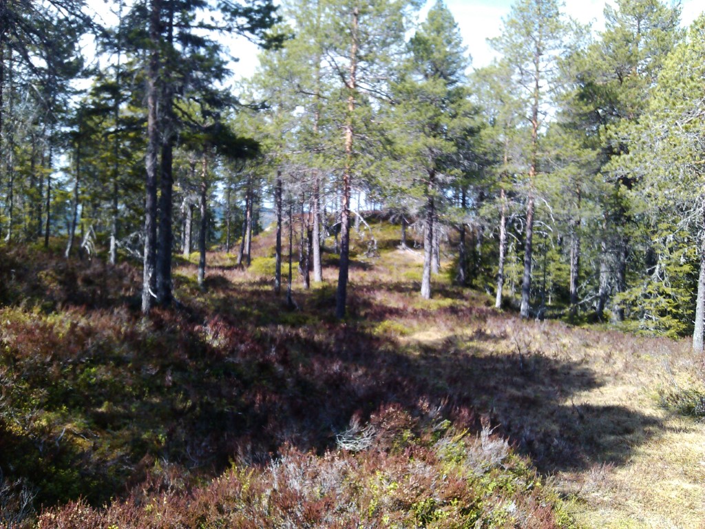 Orientering er gøy for alle