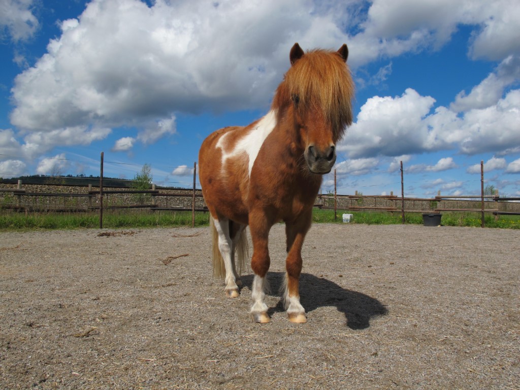 Velkommen til rideskolestart!